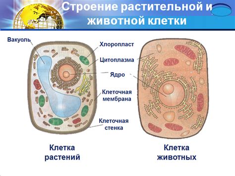 Клетка Презентация 7 Класс - programmytweet