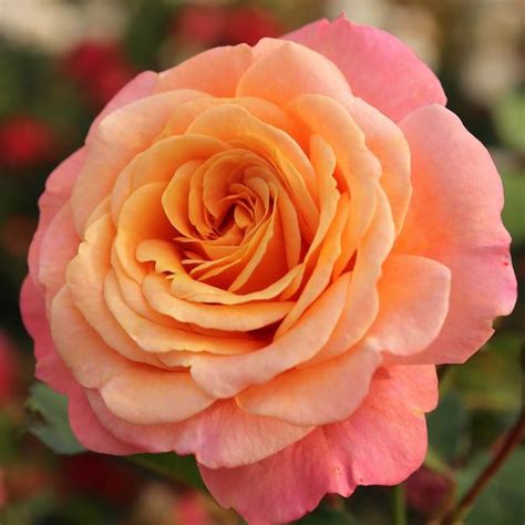 Peach Melba - Trevor White Roses -Quality Roses Direct from Growers