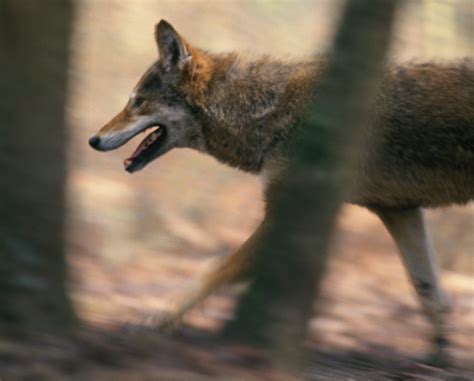 Will Coyotes Mate With Domestic Dogs? Unveiling The Truth Behind