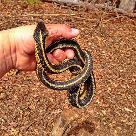 essential  aid tips  snake bites