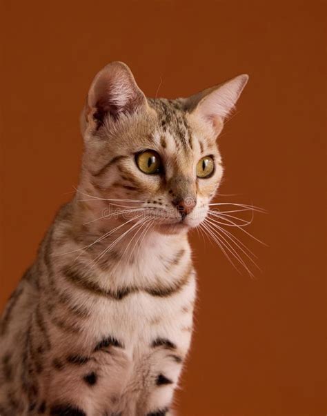 bengal cat close  portrait view stock image image  pose