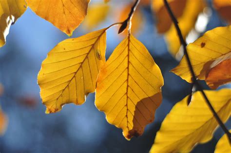 Oсень/Podzim/Autumn | 31.10.2015 | Natalia Vasileva | Flickr