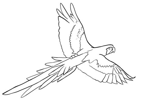 Parrot outline by Hamdhan24 on DeviantArt
