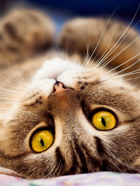 cara membersihkan anak kucing yang kotor 3
