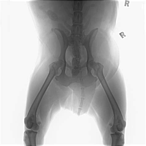 Cruciate Ligament Repair in Dogs | Dog Training Nation