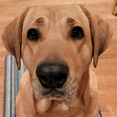 Dog Training App Review