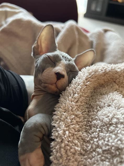 His nickname is Mr. boobies : r/sphynx