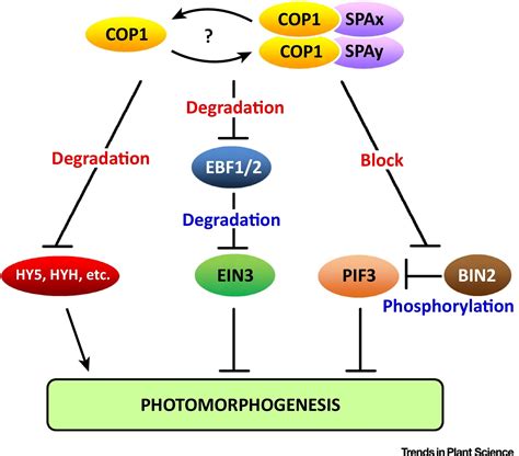 Brazilian Lesbian Scat Hot Dog Full Version