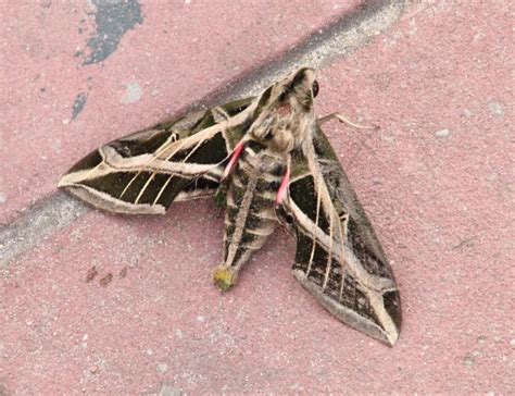 Vine Sphinx Moth– Identification, Life Cycle, Facts & Pictures