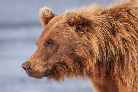 Side Profile of a Brown Grizzly Bear, Ursus Arctos Horribilis Walking ...