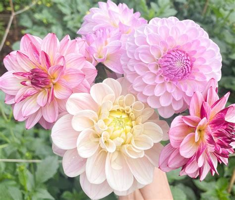 What Grows Well With Dahlia at Ivan Flores blog