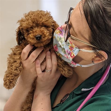 Tender Paws Vets - Home | Facebook