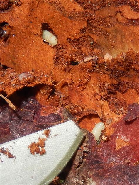 Woodpecker damage is easy to spot during the winter