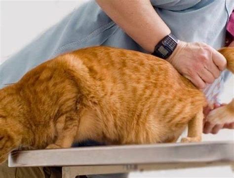 Лейкоциты у кошки понижены: что делать, если понижены | норма, в крови ...