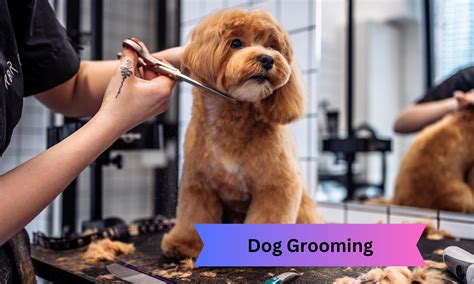 New grooming suites will soon open at d is for doggy 15