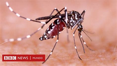 Qué es el dengue, cómo se transmite y cuáles son sus síntomas - BBC ...