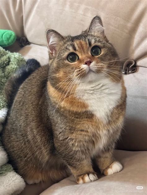 short fat cats chonky cat breeds fat cat breeds funny cat pictures