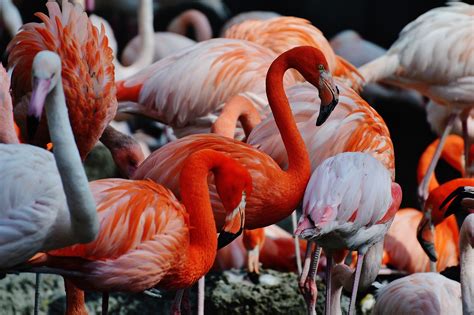 Flamingos Birds Multicoloured - Free photo on Pixabay - Pixabay