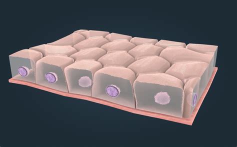 Tipi di tessuto epiteliale - scena 3D - Insegnamento e apprendimento ...