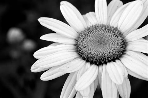 Black And White Flowers Wallpapers - Wallpaper Cave