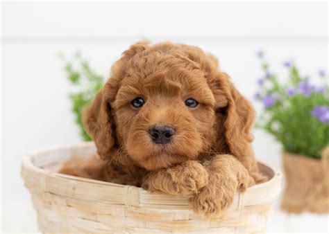 Micro GoldenDoodles For Adoption — Family Bred Puppies