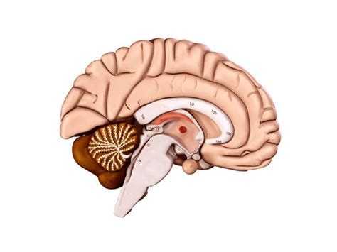 human brain  model  behr bros