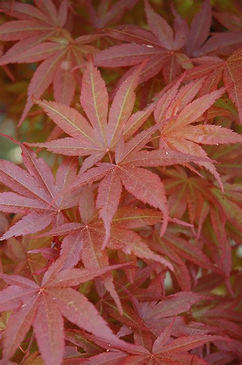 Pixie Dwarf Japanese Maple (Acer palmatum 'Pixie Dwarf') in Fayetteville Springdale Rogers ...