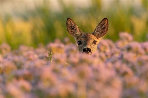 rare animal baby pictures 4