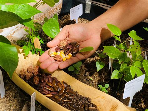 Conservación de semillas | La Red Cultural del Banco de la República