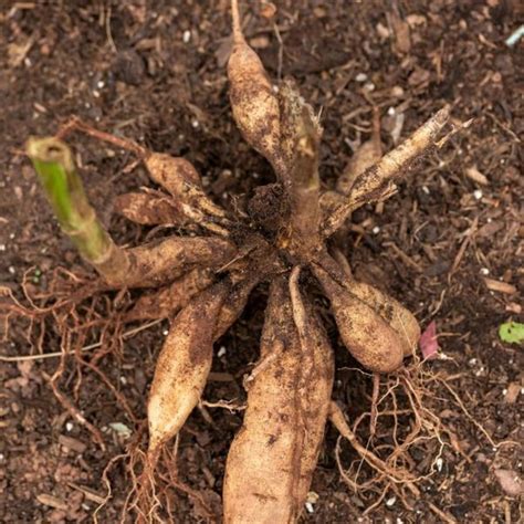 Dahlia Valentino's Future After The Leaks