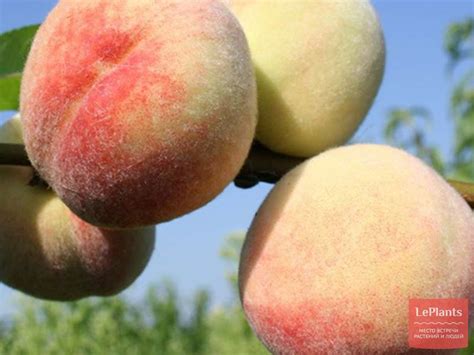 Персик 'Донецкий белый' — описание сорта, характеристики | на LePlants.ru