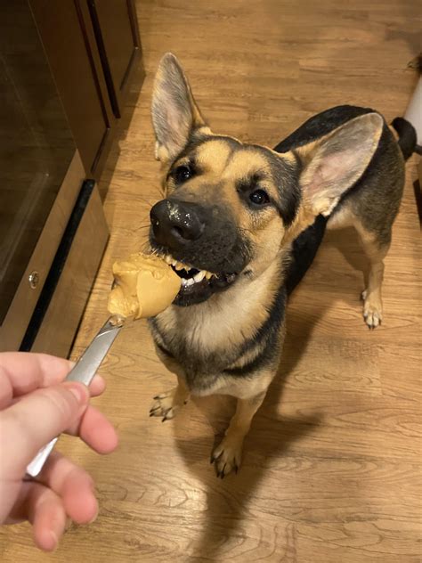 i couldn’t have gotten thorough this year without her : r/germanshepherds