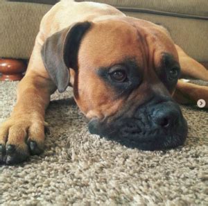 Bullmastiff Boxer Mix - Bullmastiff Dog Information Center