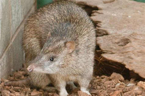 A new “type” of Pig-footed Bandicoot - The Australian Museum Blog