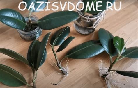Размножение Бенджамина и каучуконосных фикусов черенками пошагово с фото