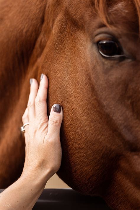 Equine Structural Integration Myofascial Release M 5