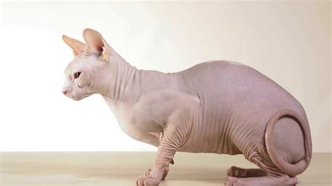 ¿Conoces la raza de gatos Esfinge o Sphynx? | Mascotas