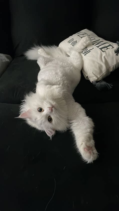 Upside down lily content : r/SiberianCats