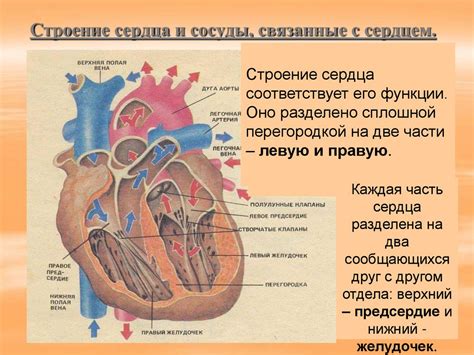 Строение сердца. Круги кровообращения - презентация онлайн