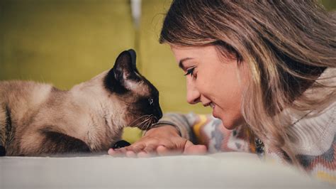 Quando Il Gatto Non C'è 4