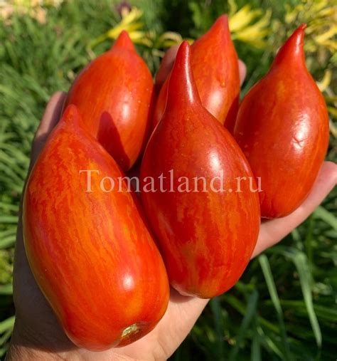 Томат Перо Жар-птицы: описание сорта, отзывы, фото