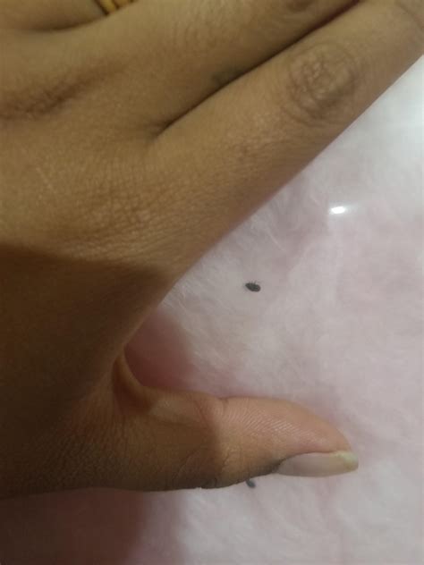 A bunch of tiny bugs in insulation : r/whatsthisbug