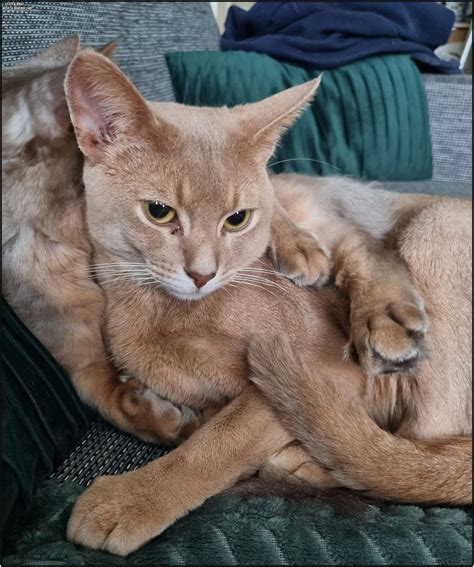 Cats and Dogs: Aramis and Chingu Somali Cats