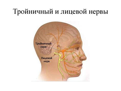 Вегетативная нервная система - презентация онлайн