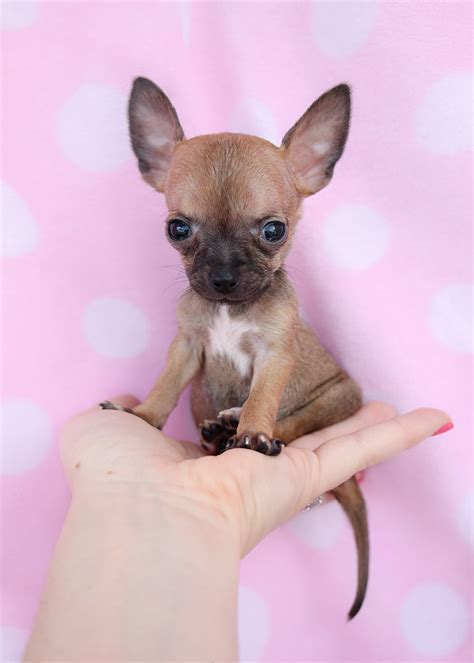 Teacup Chihuahua ID #222 | Teacup Puppies & Boutique