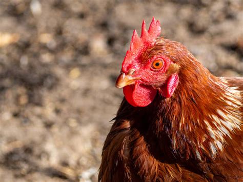 250+ Chicken Anxiety Stock Photos, Pictures & Royalty-Free Images - iStock