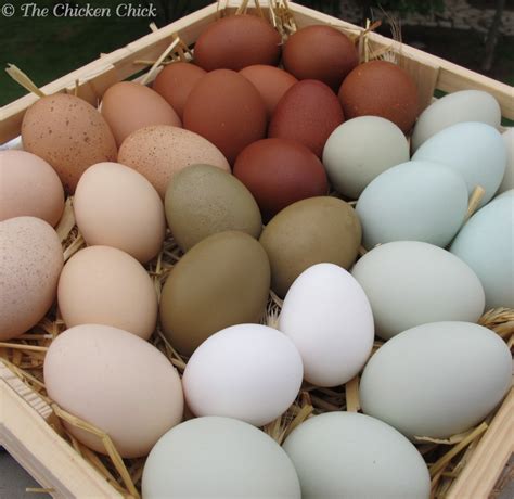 chicken taste  eggs  gary norris blog