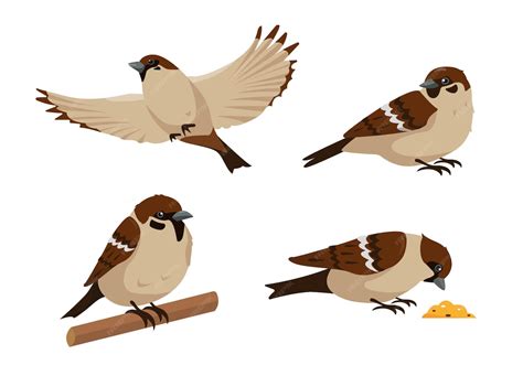 set  sparrows   poses isolated collection  sparrow