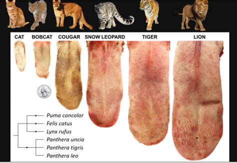 Cat tongue properties - IEyeNews