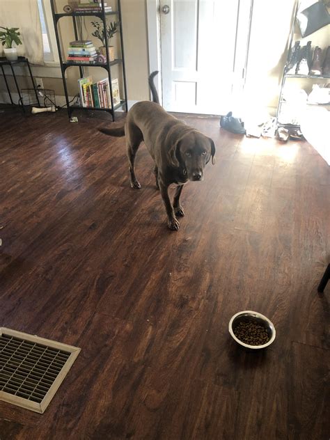 the face of my stubborn resident dog refusing to eat his own expensive